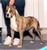 http://www.skyestaff.com/Site/2010_Breeding_files/CHSindelarsRUDeeDee.jpg